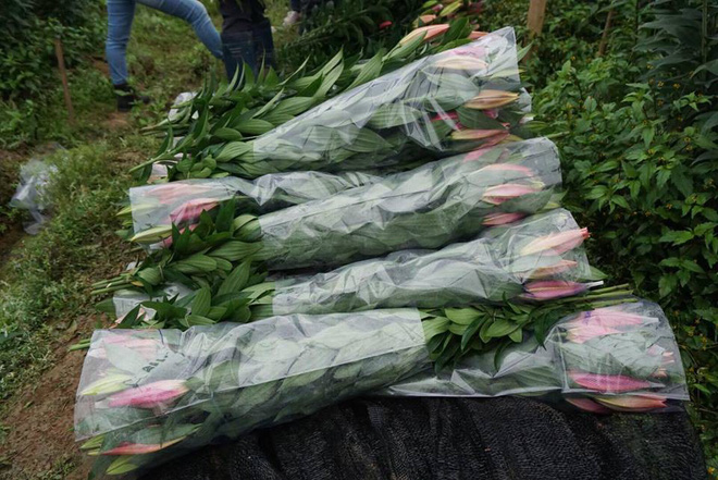 Hà Nội: Nông dân Tây Tựu ngậm ngùi nhìn hoa ly tàn đúng lúc tăng giá